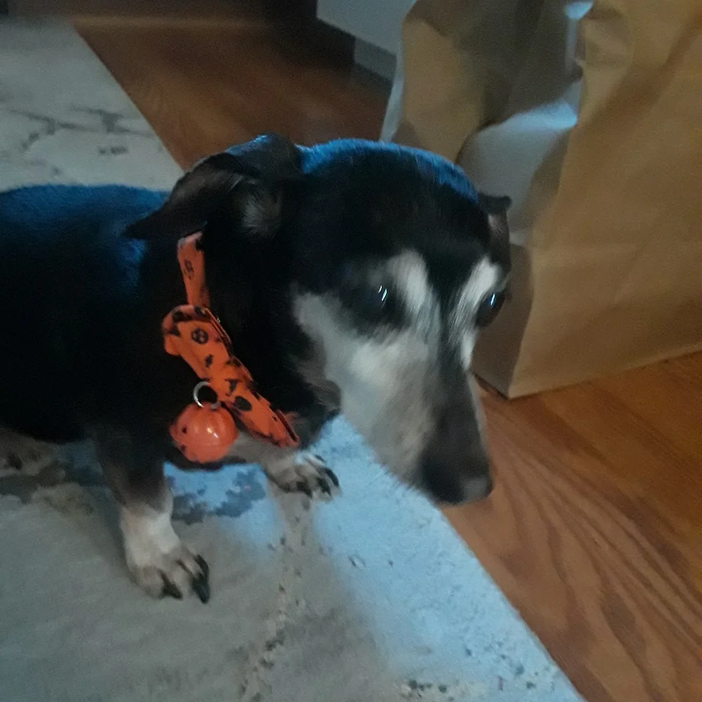 posh pets nwt new